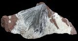 Metallic, Radiating Pyrolusite Cystals on Barite - Morocco #60902-1